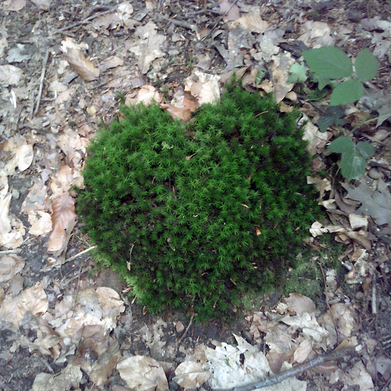 Wald-Mandala der Eltern aus der Kita Stiftstrasse