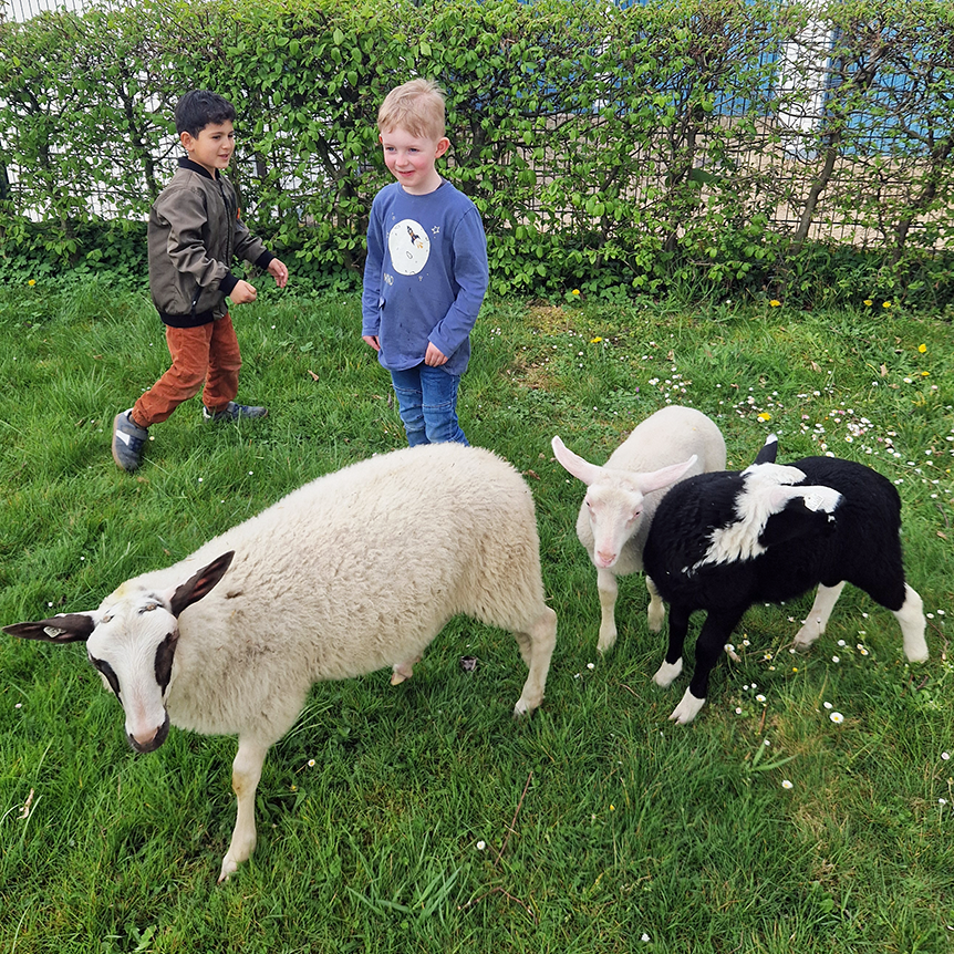 Zur Osterzeit in der Kita St. Johann kam sogar ein Schaf mit zwei Lämmern, die für viel Freude bei den Kindern sorgten.